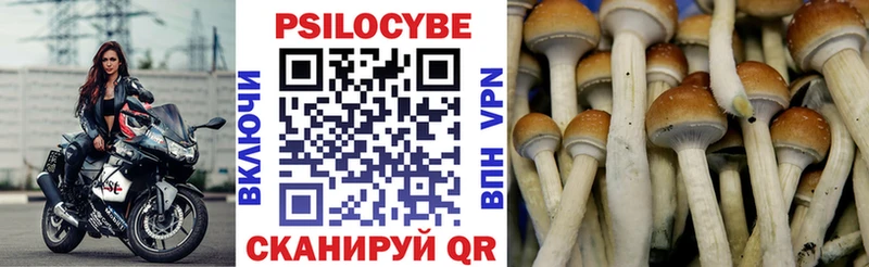 Купить где  Кропоткин  Псилоцибиновые грибы GOLDEN TEACHER 